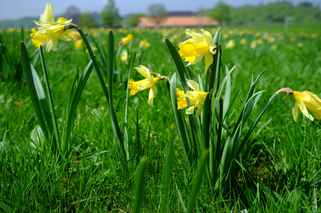 Daffodils are covering the meadows near La Vue des Alpes on the Swiss Jura mountains.