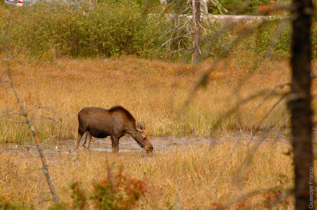 A young moose eating in the wetlands of Algonquin Provincial Park ON