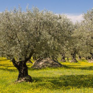 Fameous Nyons olive trees in middle of the yellow flowers. Provence, France.