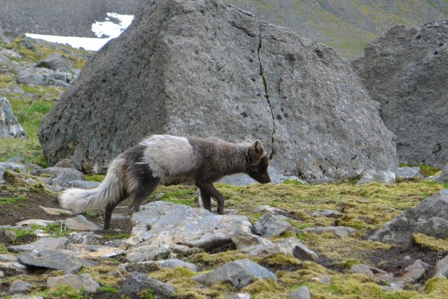 Nordstrandir - Iceland - Day4. During the hike, this arctic fox overpass us and decided to stop on the path just in front of us. We can see that she's loosing her winter fur and keep the black one. Picture by Susanna Recchia