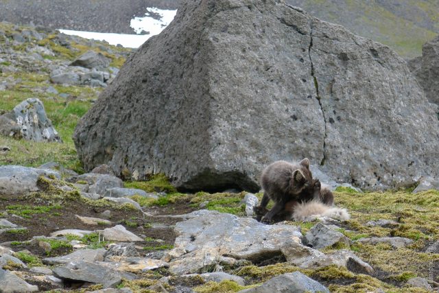 Nordstrandir - Iceland - Day4. This arctic fox is really not afraid of us. Picture by Susanna Recchia