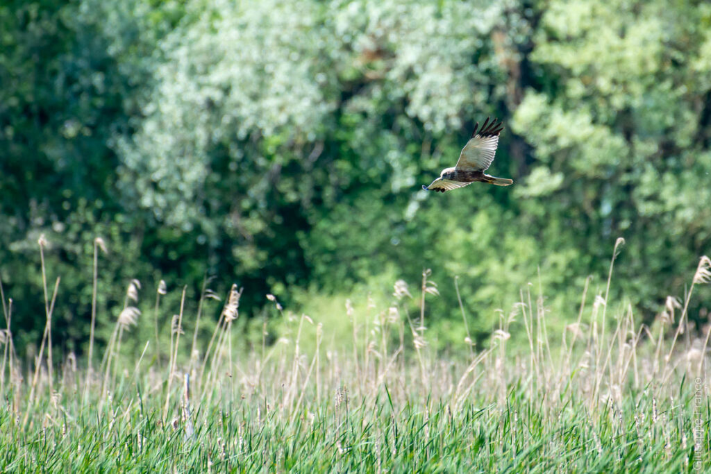 Western Marsh Harrier (circus aeruginosus) flying over the pond in Creux de Terre in Chavornay (Switzerland).