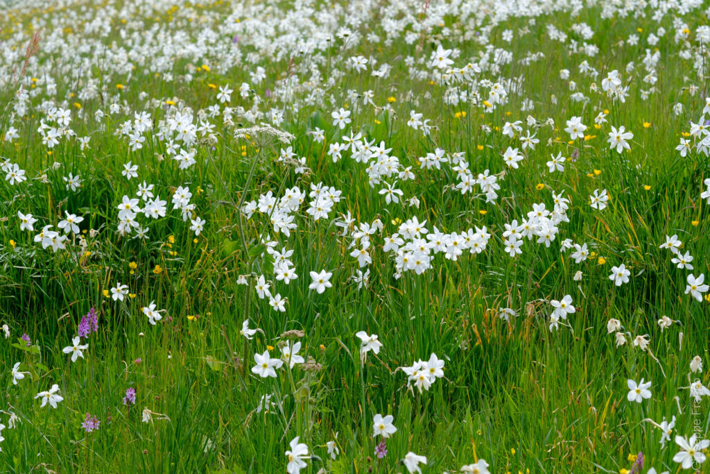 Meadows around Les Pléiades are covered by Narcissus around April or May.
