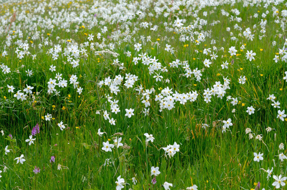 Meadows around Les Pléiades are covered by Narcissus around April or May.