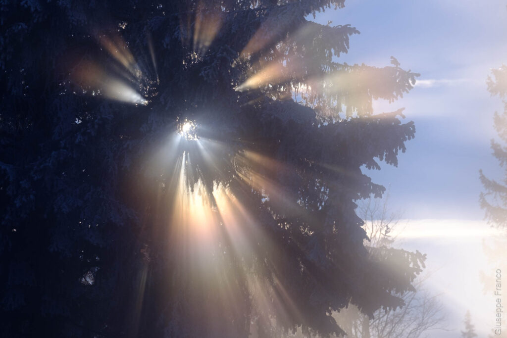 The rays of sun are passing through a snowy pine tree.