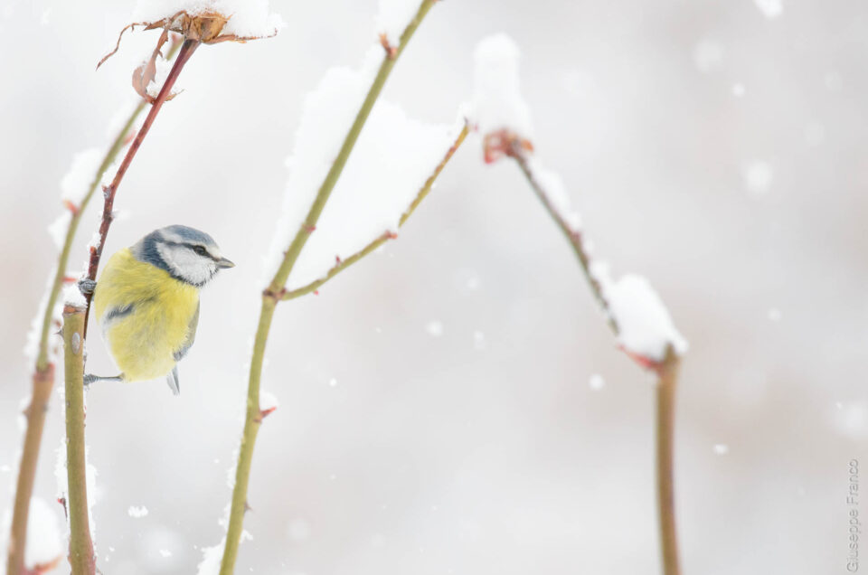 Eurasian blue tit (Cyanistes caeruleus) captured with snowflakes falling. The flash is used in order to see the snowflakes.